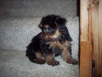 YORKIE GIRL  NO 1, a female Yorkshire Terrier for sale in Gresham, WI – Photo 3 of 3