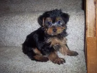 YORKIE GIRL  NO 1, a female Yorkshire Terrier for sale in Gresham, WI – Photo 1 of 3