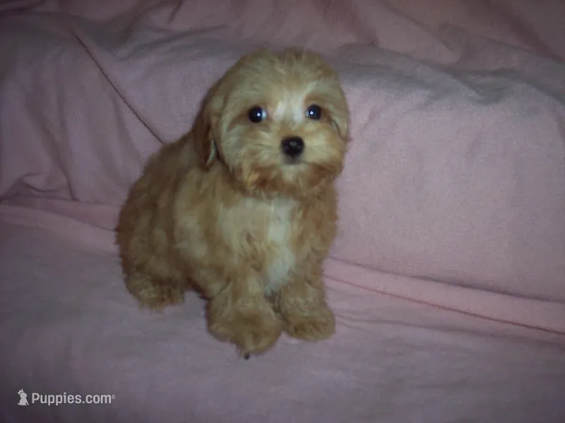 APRICOT GIRL, a female Yorkipoo for sale in Gresham, WI – Photo 1 of 3