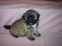 SHICHON GIRL, a female Shichon for sale in Gresham, WI – Photo 1 of 3