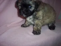 SHICHON GIRL, a female Shichon for sale in Gresham, WI – Photo 3 of 3