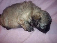 SHICHON GIRL, a female Shichon for sale in Gresham, WI – Photo 2 of 3