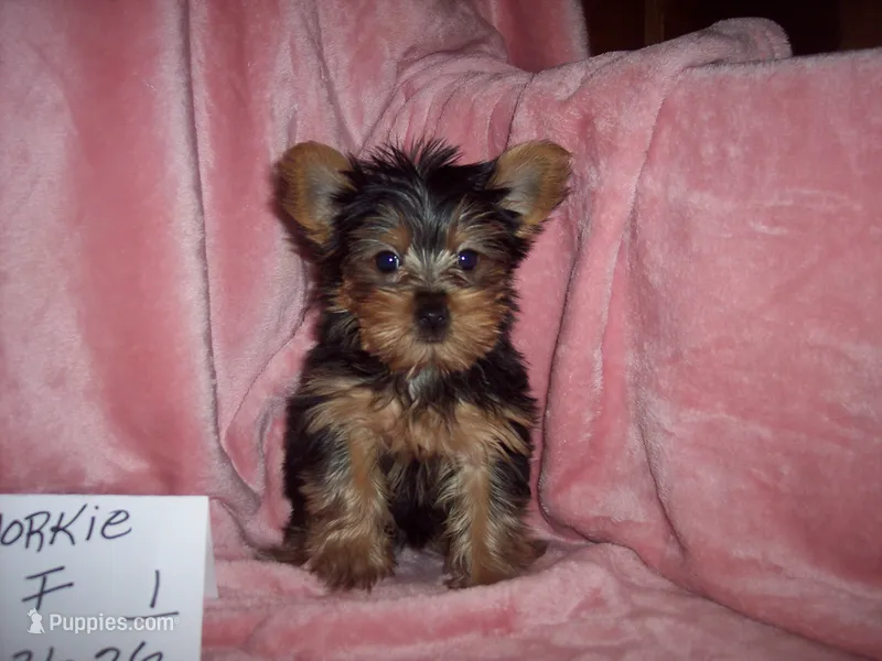 YORKSHIRE TERRIER  GIRL  – Yorkshire Terrier puppy for sale in Gresham, WI