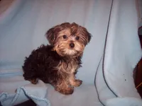 YORKIE MIX 2, a male Yorkshire Terrier for sale in Gresham, WI – 2 of 2
