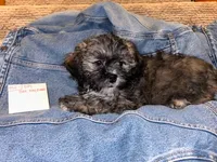 SHICHON BOY, a male Shichon for sale in Gresham, WI – 1 of 1