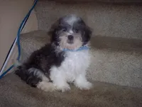 SHICHON BOY, a male Shichon for sale in Gresham, WI – Photo 2 of 3