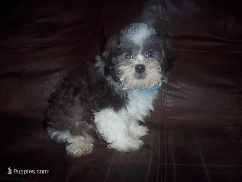 SHICHON BOY, a male Shichon for sale in Gresham, WI – Photo 1 of 3