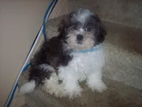 SHICHON BOY, a male Shichon for sale in Gresham, WI – Photo 3 of 3