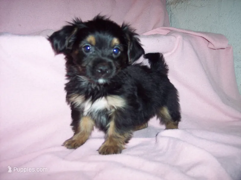 SHORKIE GIRL   #2 – Shorkie puppy for sale in Gresham, WI
