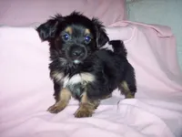 SHORKIE GIRL   #2, a female Shorkie for sale in Gresham, WI – 1 of 3