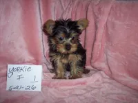 YORKSHIRE TERRIER  GIRL , a female Yorkshire Terrier for sale in Gresham, WI – 3 of 3
