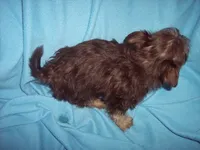 SHORKIE BOY #2 , a male Shorkie for sale in Gresham, WI – 2 of 2