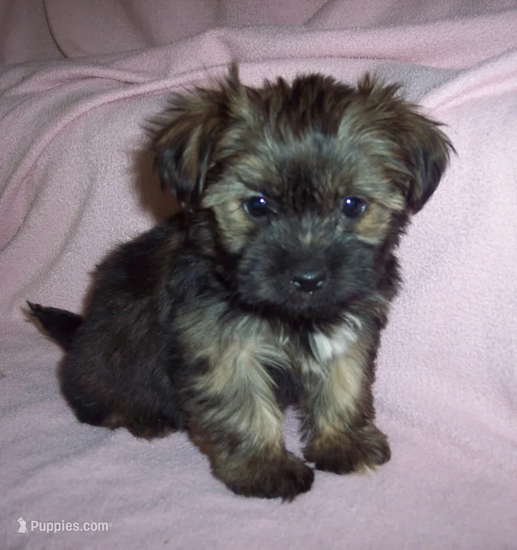 SHORKIE GIRL   #1 – Shorkie puppy for sale in Gresham, WI