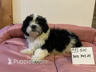 SHICHON GIRL   # 5 – Shichon puppy for sale in Gresham, WI