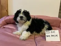 SHICHON GIRL   # 5, a female Shichon for sale in Gresham, WI – 1 of 1