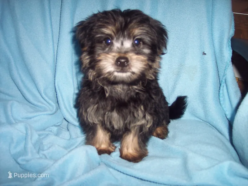 SHORKIE  BOY  #3 – Shorkie puppy for sale in Gresham, WI