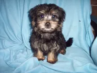 SHORKIE  BOY  #3, a male Shorkie for sale in Gresham, WI – 1 of 3
