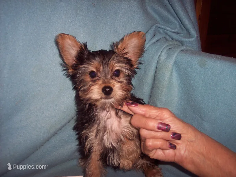 YORKSHIRE TERRIER BOY #2 – Yorkshire Terrier puppy for sale in Gresham, WI