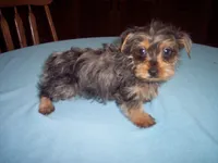 BLUE MERLE BOY , a male Yorkshire Terrier for sale in Gresham, WI – 2 of 2