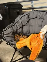Copper, a male Basset Hound for sale in Fleming Island, FL – 1 of 6