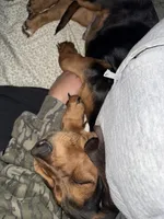 Copper, a male Basset Hound for sale in Fleming Island, FL – 3 of 6