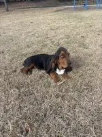 Copper, a male Basset Hound for sale in Fleming Island, FL – 5 of 6