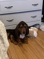Copper, a male Basset Hound for sale in Fleming Island, FL – 4 of 6