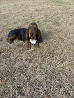 Copper, a male Basset Hound for sale in Fleming Island, FL – 6 of 6