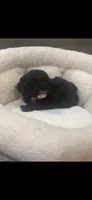 Marni girl, a female Poodle - Toy  for sale in Covington, LA – 5 of 6