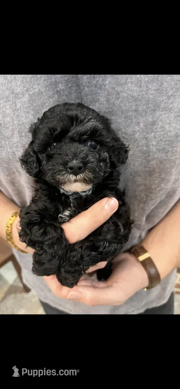 Marni girl – Poodle - Toy  puppy for sale in Covington, LA