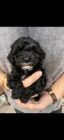 Marni girl, a female Poodle - Toy  for sale in Covington, LA – 1 of 6