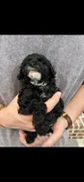 Marni girl, a female Poodle - Toy  for sale in Covington, LA – 3 of 6