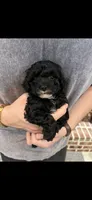 Marni girl, a female Poodle - Toy  for sale in Covington, LA – 4 of 6