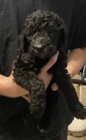 Bailee Boy 2, a male Poodle - Standard  for sale in Covington, LA – 1 of 3