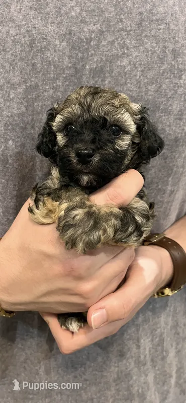 Marni boy – Poodle - Toy  puppy for sale in Covington, LA