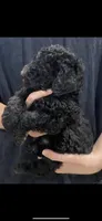 Bailee Boy 1, a male Poodle - Standard  for sale in Covington, LA – 2 of 2