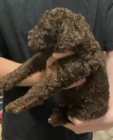 Bailee girl 1, a female Poodle - Standard  for sale in Covington, LA – 2 of 3