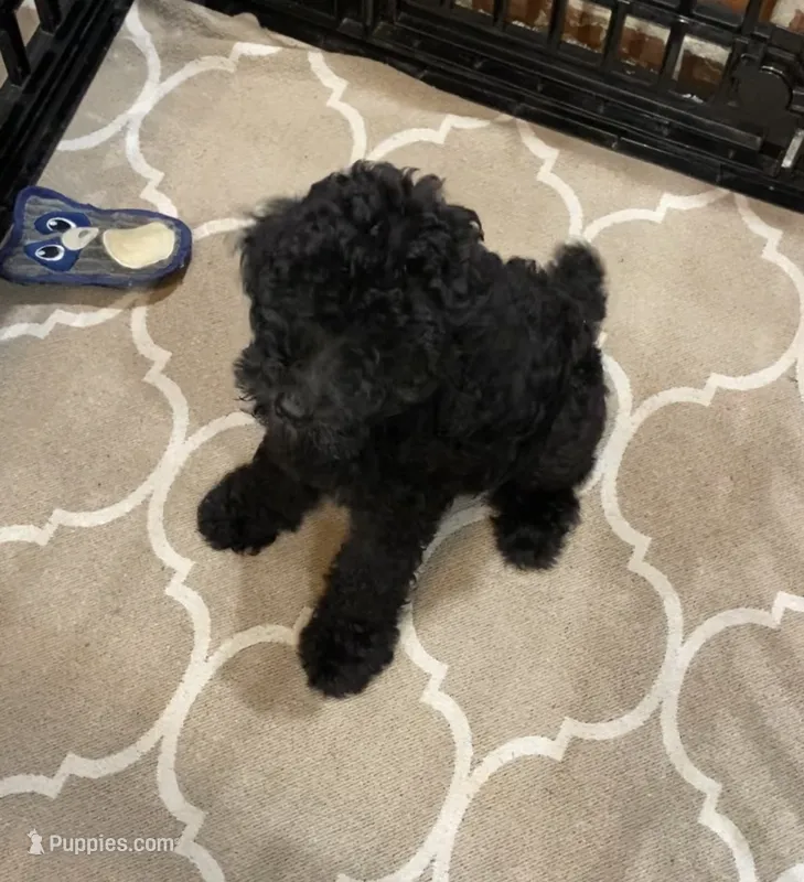 Bailee girl 4 – Poodle - Standard  puppy for sale in Baton Rouge, LA