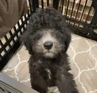 Bailee Boy 2, a male Poodle - Standard  for sale in Baton Rouge, LA – 2 of 6