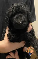 Bailee girl 4, a female Poodle - Standard  for sale in Covington, LA – 2 of 3