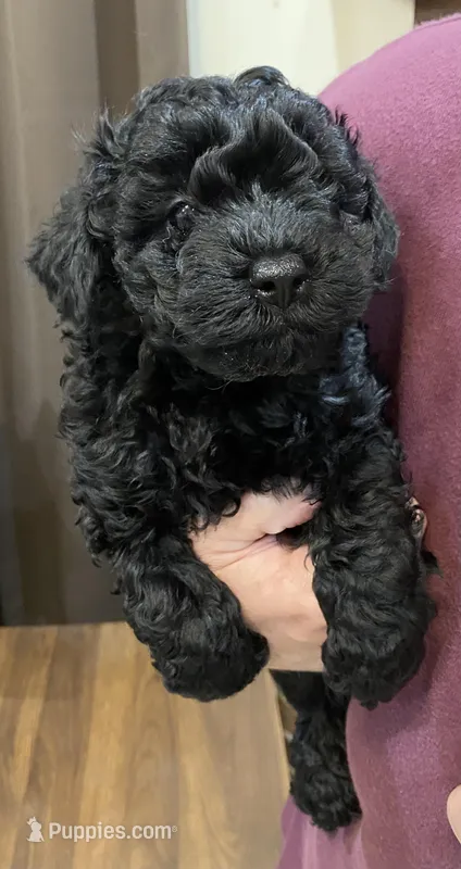 Remi boy – Poodle - Toy  puppy for sale in Covington, LA