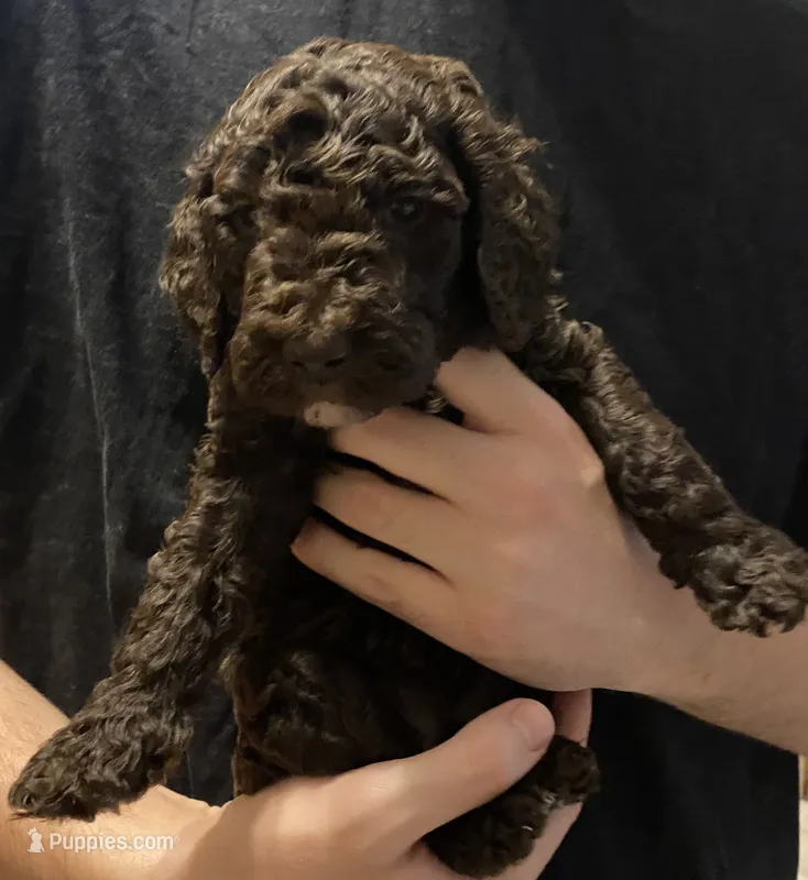 Bailee girl 2 – Poodle - Standard  puppy for sale in Covington, LA