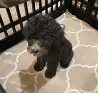 Bailee Boy 2, a male Poodle - Standard  for sale in Baton Rouge, LA – 3 of 6