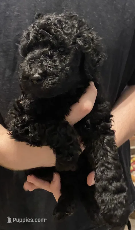 Bailee girl 4 – Poodle - Standard  puppy for sale in Covington, LA