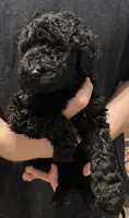 Bailee girl 4, a female Poodle - Standard  for sale in Covington, LA – 1 of 3