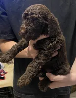 Bailee girl 3, a female Poodle - Standard  for sale in Covington, LA – 2 of 2