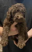 Bailee girl 1, a female Poodle - Standard  for sale in Covington, LA – 3 of 3