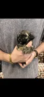 Marni boy, a male Poodle - Toy  for sale in Covington, LA – 4 of 6