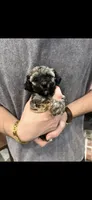 Marni boy, a male Poodle - Toy  for sale in Covington, LA – 2 of 6
