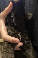 Bailee girl 2, a female Poodle - Standard  for sale in Covington, LA – 2 of 3